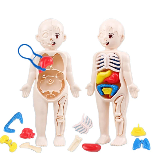 Montessori Human Body Organ Model Set