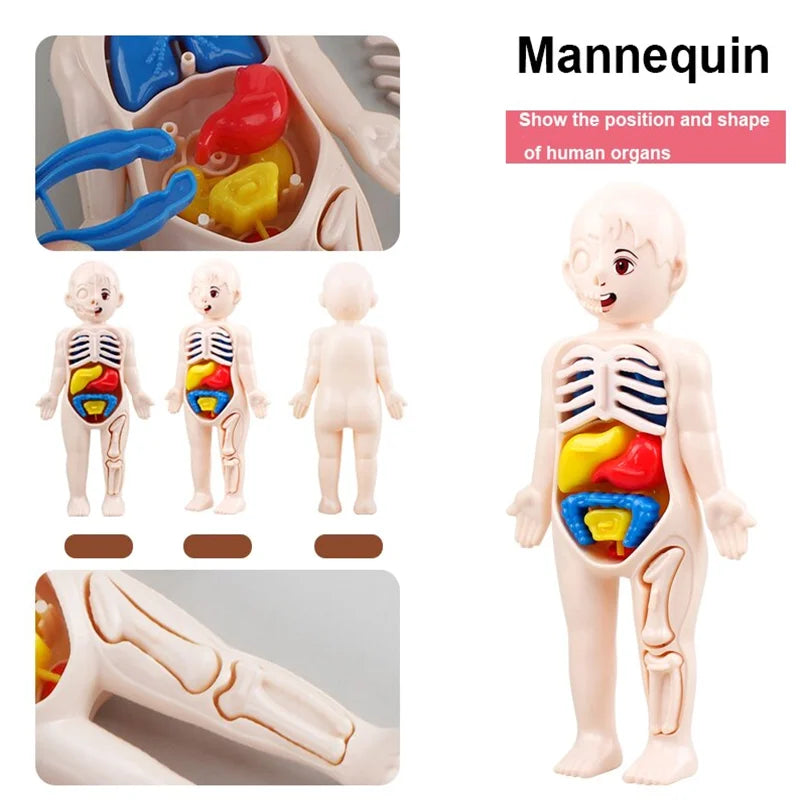 Montessori Human Body Organ Model Set