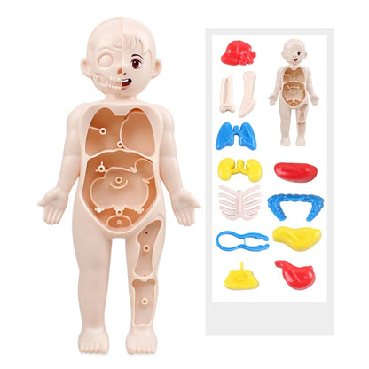 Montessori Human Body Organ Model Set