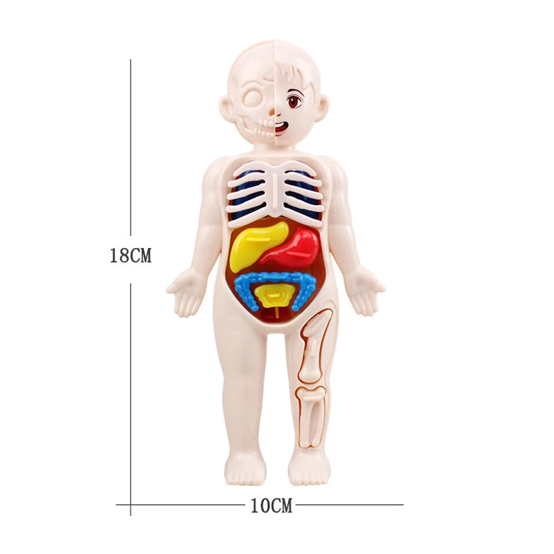 Montessori Human Body Organ Model Set