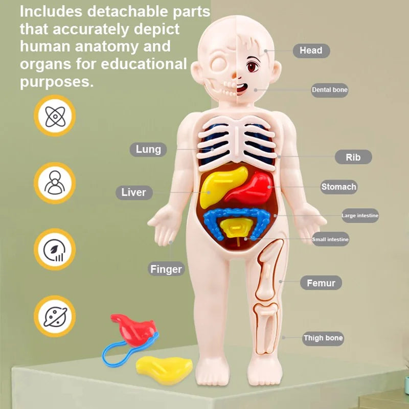 Montessori Human Body Organ Model Set