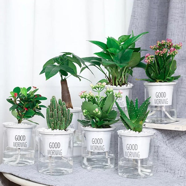 SHOP - Hydroponic Flowerpot - Housebia